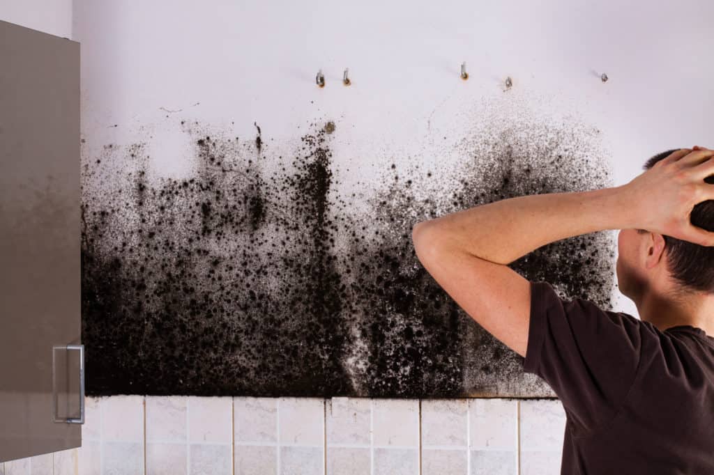mold removal calgary